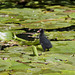 Cross looking Moorhen chick