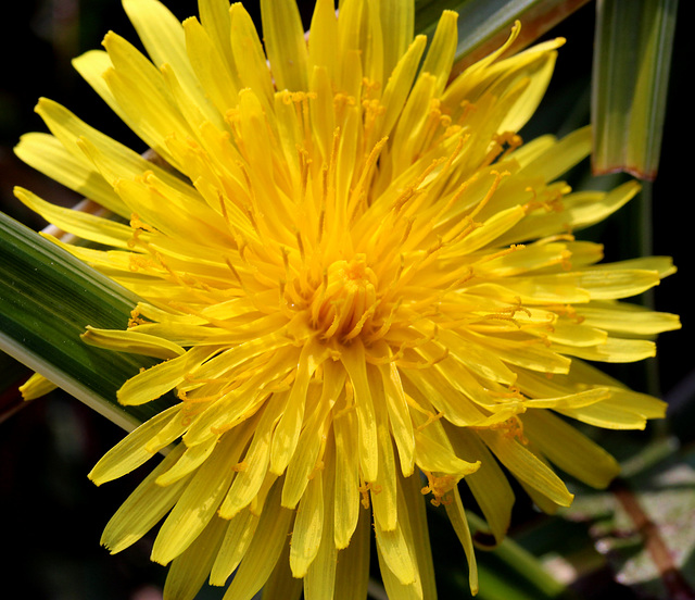 fleur de pissenlit