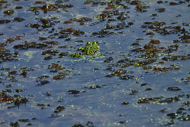 Frosch in Tarnung