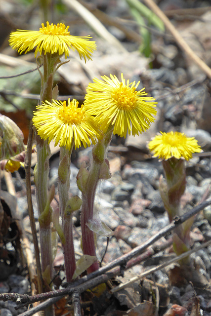 Tussilago farfara