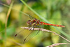 Common Darter-DSA 8269