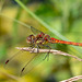 Common Darter-DSA 8269