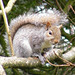 Tree Squirrel 02