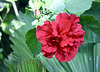 Gefüllter Hibiskus