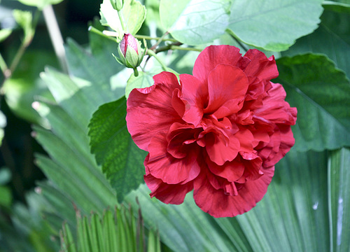 Gefüllter Hibiskus