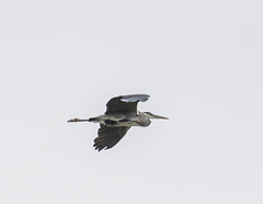 A heron in flight. v454jpg