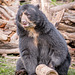 Spectacled bear (6)
