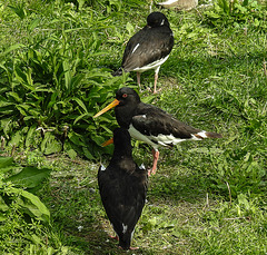 20190901 5610CPw [D~VR] Austernfischer, Vogelpark Marlow