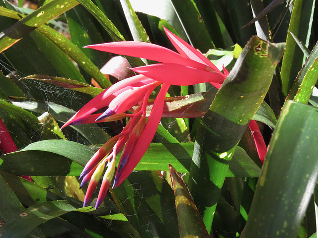 Billbergia nutans flowers