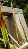 20210501 0123CPw [D~LIP] Bunte Japan-Segge (Carex morrowii 'Variegata), Bad Salzuflen