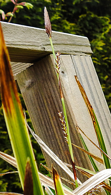 20210501 0123CPw [D~LIP] Bunte Japan-Segge (Carex morrowii 'Variegata), Bad Salzuflen