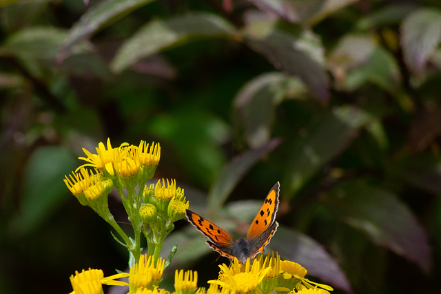 Small Copper Butterfly