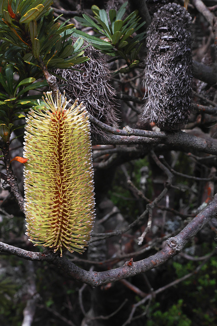 Banksia flower