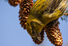 20230315 - Crossbill close encounter-13