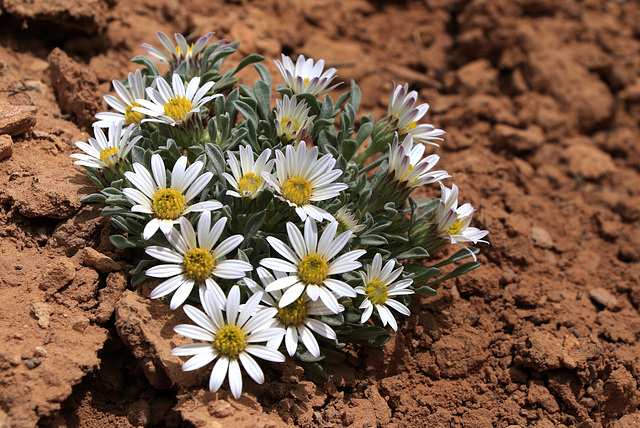 Hoary Townsend Daisy