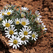 Hoary Townsend Daisy