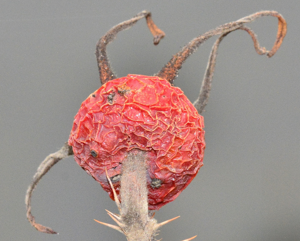 Wrinkled Rosehip
