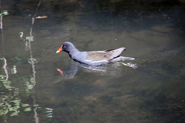 Fast swimmer