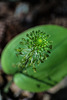 Malaxis unifolia (Green Adder's-mouth orchid)