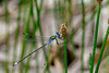 Common Spreadwing-DSA 8201