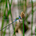 Common Spreadwing-DSA 8201