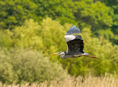 A heron in flight.a1jpg