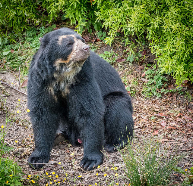 Spectacled bear (7)