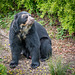 Spectacled bear (7)