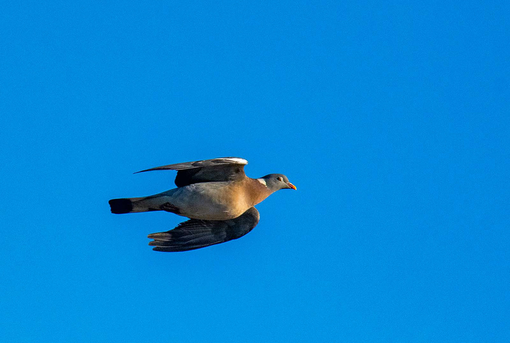 Woodpigeon