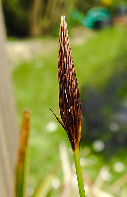 20210501 0124CPw [D~LIP] Bunte Japan-Segge (Carex morrowii 'Variegata), Bad Salzuflen