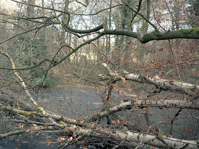 Frozen pond with silver birch