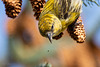 20230315 - Crossbill close encounter-14