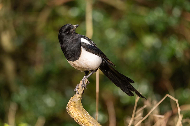 Magpie