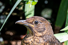 Thrush-DSZ6319