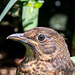 Thrush-DSZ6319