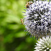 20230716 2238CP~V [D~LIP] Kugeldistel, Dunkle Erdhummel (Bombus terrestris), Kleine Schwebfliege (Syrphus vitripennis), Honigbiene, Bad Salzuflen