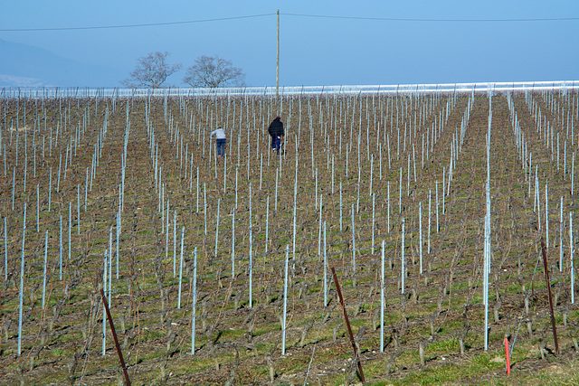 Premier travaux dans la vigne