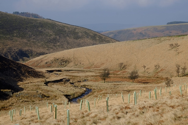 Shelf Brook floodplain