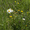 Gait Barrows National Nature Reserve meadow 2