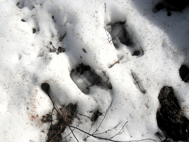 Soon to melt fresh moose tracks in the snow