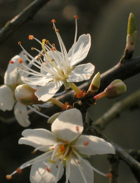 Schlehenblüte