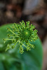 Malaxis unifolia (Green Adder's-mouth orchid)