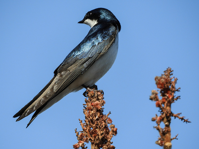 Tree Swallow, Rondeau PP