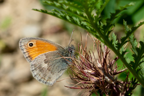 Dusky Meadow Brown-DSA 7267