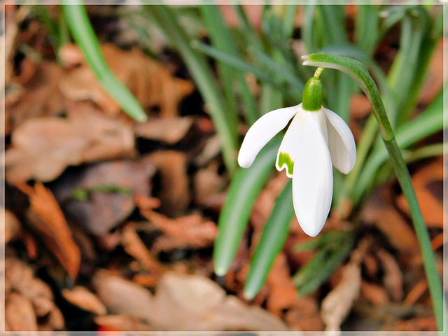 Perce-neige