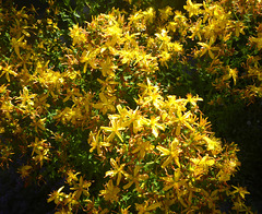 Wachsen trotz Trockenheit - Blütensterne - florsteloj - echtes Johanniskraut