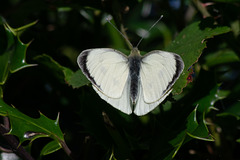 Large White Butterfly