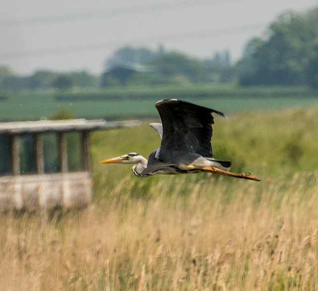 A heron in flightff