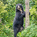 Spectacled bear (8)
