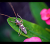 Long-horned Beetle